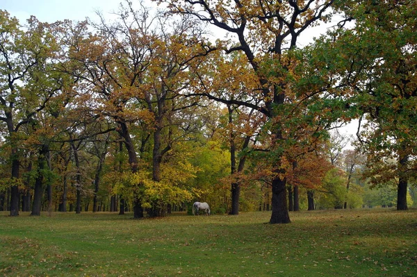Beautiful Autumn Landscape Bright Trees — Stok fotoğraf