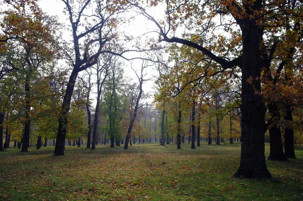 Krásná Podzimní Krajina Jasnými Stromy — Stock fotografie