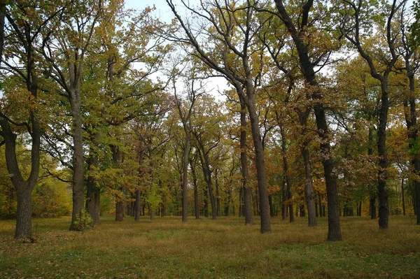 Beautiful Autumn Landscape Bright Trees — Zdjęcie stockowe