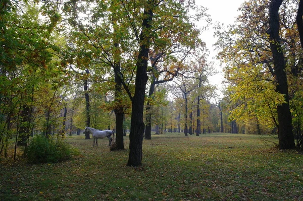 Podzimní Les Krásná Přírodní Krajina Stromy Listím Parku — Stock fotografie