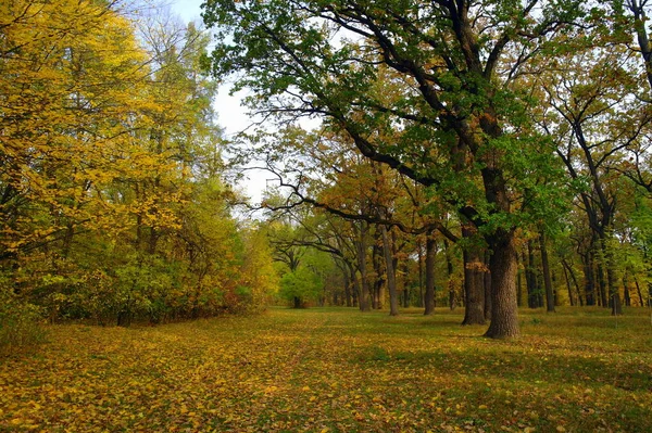 Bela Paisagem Outono Com Árvores Brilhantes — Fotografia de Stock