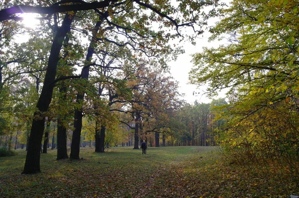 Parlak ağaçlı güzel sonbahar manzarası