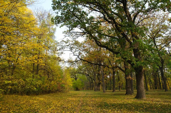Beautiful Autumn Landscape Bright Trees — 스톡 사진