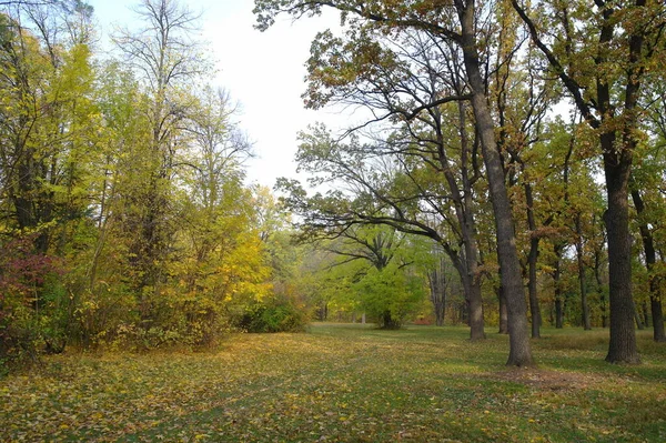 Piękny Jesienny Krajobraz Jasnymi Drzewami — Zdjęcie stockowe