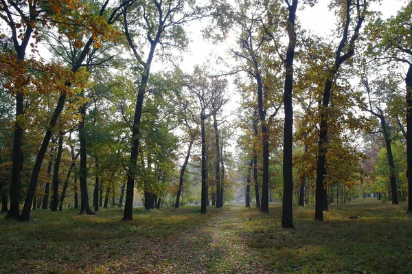 Beautiful Autumn Landscape Bright Trees — Stock fotografie