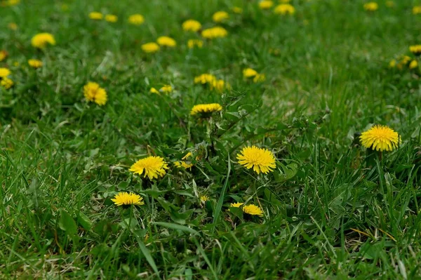 Gele Paardebloemen Groen Gras — Stockfoto