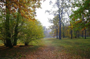 Parlak ağaçlı güzel sonbahar manzarası