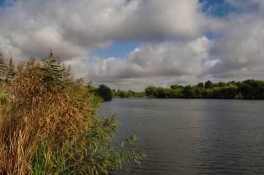 Ormandaki nehrin güzel manzarası