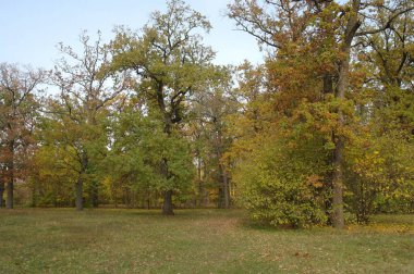 Güz ormanı manzarası ve güzel ağaçları var. 