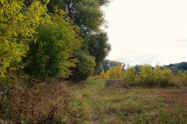 Güz ormanı manzarası ve güzel ağaçları var. 