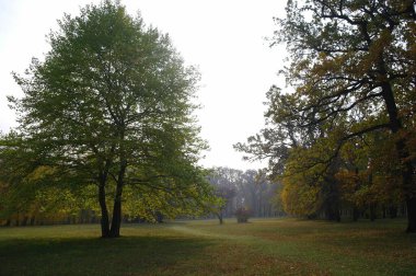 Güz ormanı manzarası ve güzel ağaçları var. 