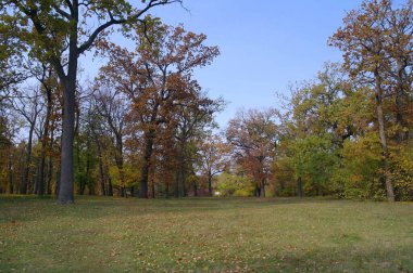 Güz ormanı manzarası ve güzel ağaçları var. 