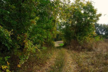 Güz ormanı manzarası ve güzel ağaçları var. 