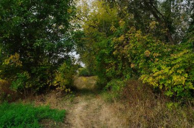 Ormanın güzel manzarası