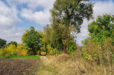 Güzel bir manzara Ağacı ve mavi gökyüzü