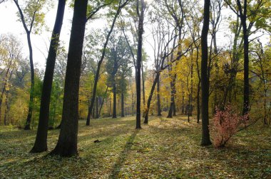 Güz ormanı manzarası ve güzel ağaçları var. 