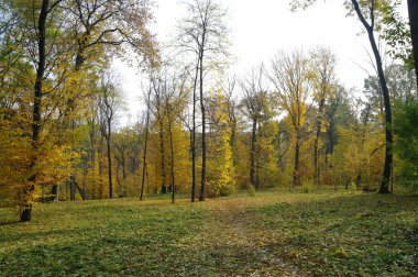 Parlak ağaçlı güzel sonbahar manzarası