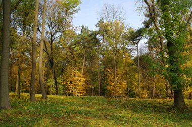Parlak ağaçlı güzel sonbahar manzarası