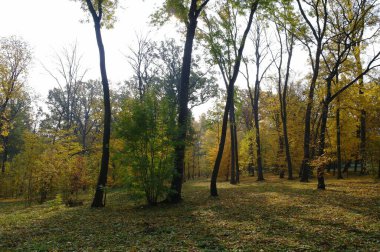 Parlak ağaçlı güzel sonbahar manzarası