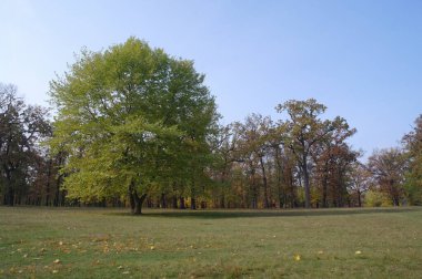 Parkın güzel manzarası