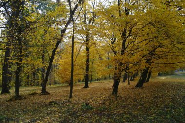Güz ormanı manzarası ve güzel ağaçları var. 
