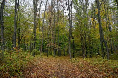 Güzel sonbahar ormanı manzarası