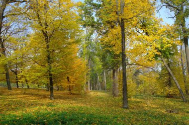 Parlak ağaçlı güzel sonbahar manzarası