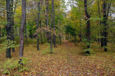 Güzel sonbahar ormanı manzarası