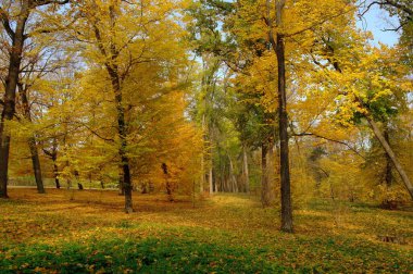 Parlak ağaçlı güzel sonbahar manzarası