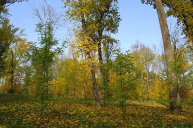 Parlak ağaçlı güzel sonbahar manzarası