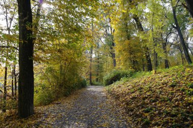 Sonbahar parkında güzel ağaçlarla dolu bir patika.