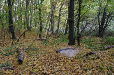 Güzel sonbahar ormanı manzarası