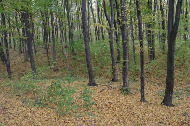 Sonbahar ormanlarının güzel manzarası 