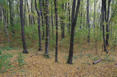 Sonbahar ormanlarının güzel manzarası 