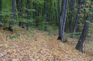 Sonbaharda güzel bir orman