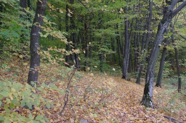 Güz ormanı manzarası ve güzel ağaçları var. 