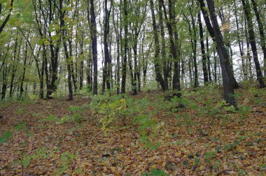 Güz ormanı manzarası ve güzel ağaçları var. 