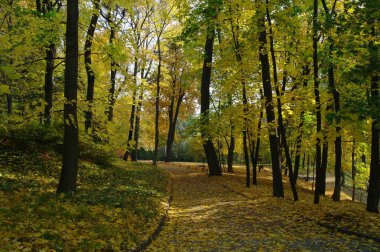 Güz ormanı manzarası güzel ağaçlar boyunca uzanan patika 