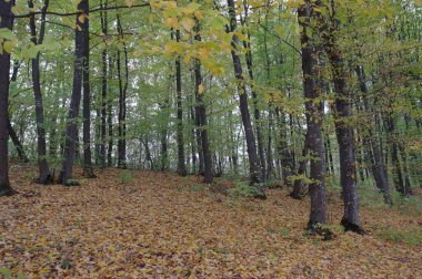Güz ormanı manzarası ve güzel ağaçları var. 