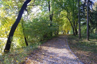 Güzel sonbahar ormanı manzarası