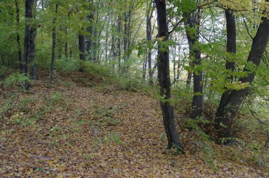 Güzel sonbahar ormanı manzarası