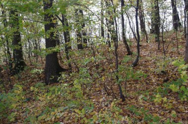 Güz ormanı manzarası ve güzel ağaçları var. 
