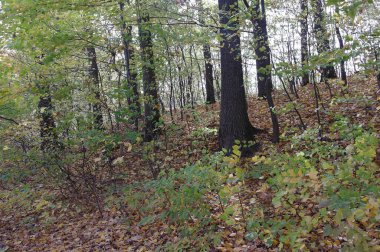 Sonbahar ormanlarının güzel manzarası 