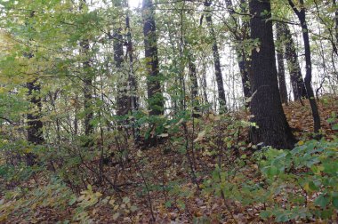 Sonbaharda güzel bir orman