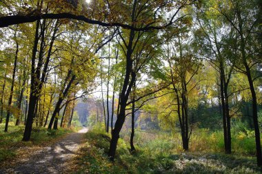 Güz ormanı manzarası güzel ağaçlar boyunca uzanan patika 