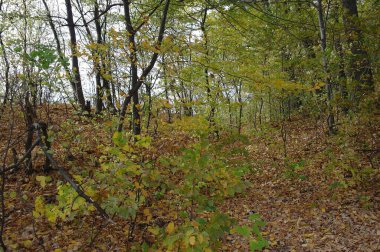 Güz ormanı manzarası ve güzel ağaçları var. 
