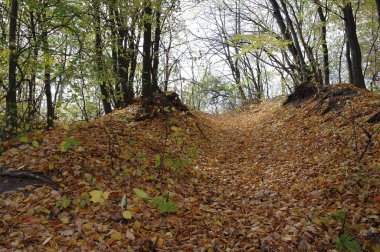 Güz ormanı manzarası ve güzel ağaçları var. 