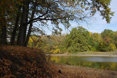 Güz ormanı manzarası güzel ağaçlar ve nehirlerle