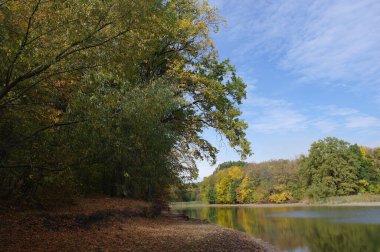 Güz ormanı manzarası güzel ağaçlar ve nehirlerle