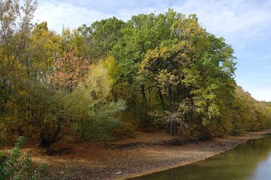 sonbahar ağaçlarıyla resmedilmiş manzara